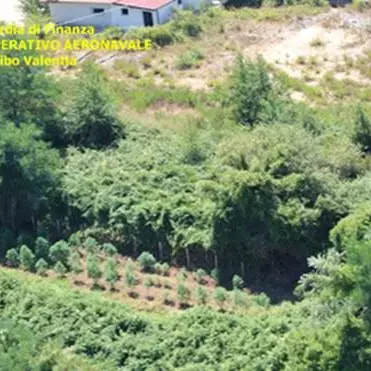 Maxi-piantagioni di canapa scoperte nel Vibonese (VIDEO)