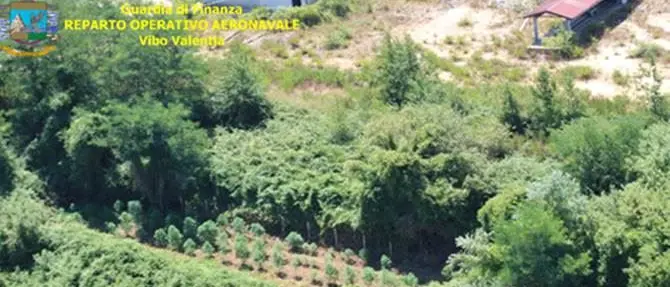 Maxi-piantagioni di canapa scoperte nel Vibonese (VIDEO)