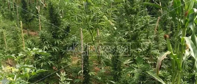 Droga, rinvenute 2500 piante di cannabis a Monsoreto di Dinami (VIDEO)