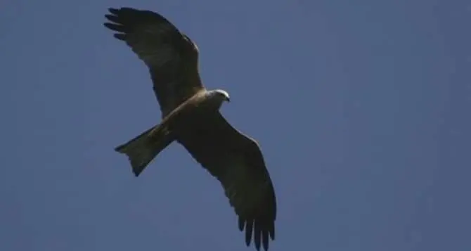 Parco dell’Aspromonte, iniziata la migrazione del nibbio bruno