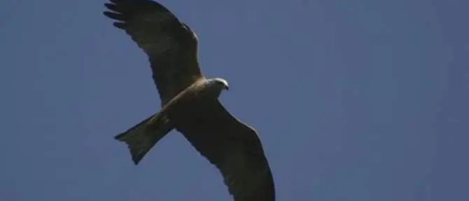 Parco dell’Aspromonte, iniziata la migrazione del nibbio bruno