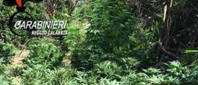 Piantagioni di canapa scoperte nella Locride