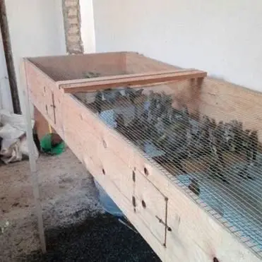 Liberati 550 uccelli protetti a Villa San Giovanni, denunciato 69enne (VIDEO)