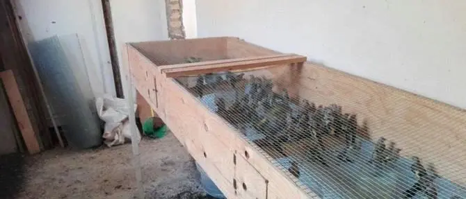 Liberati 550 uccelli protetti a Villa San Giovanni, denunciato 69enne (VIDEO)