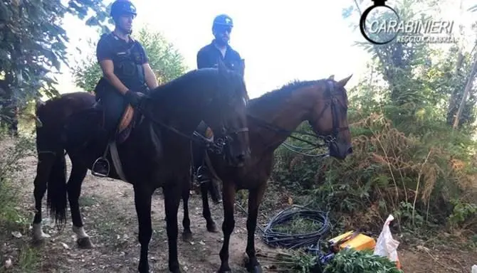 Piantagione di canapa a Sant’Eufemia d’Aspromonte, un arresto