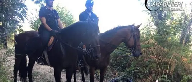 Piantagione di canapa a Sant’Eufemia d’Aspromonte, un arresto