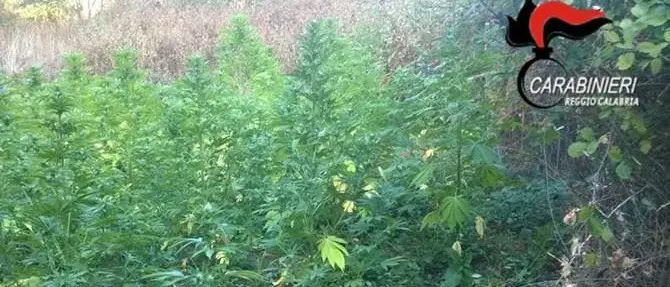 Cittanova, rinvenuta piantagione di canapa indiana