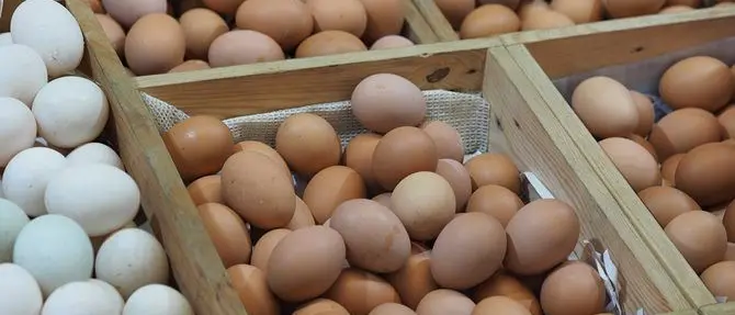 Uova contaminate, blocco commercializzazione anche in Calabria