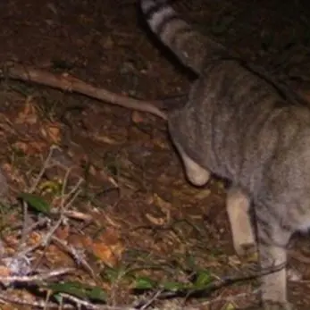 Raro avvistamento di un gatto selvatico al Parco nazionale d’Aspromonte