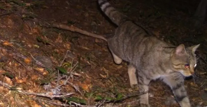 Raro avvistamento di un gatto selvatico al Parco nazionale d’Aspromonte