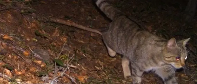 Raro avvistamento di un gatto selvatico al Parco nazionale d’Aspromonte