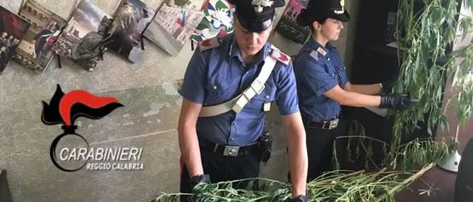 Canapa coltivata in una serra, un arresto a Rosarno