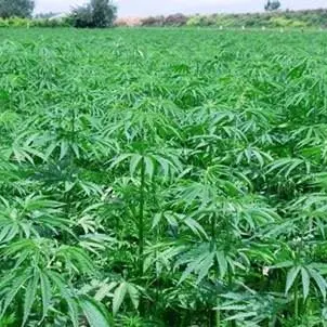 Scoperte tre piantagioni di canapa nel reggino, un arresto