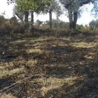 Marcia silenziosa a Cassano Jonio sui terreni divorati dagli incendi