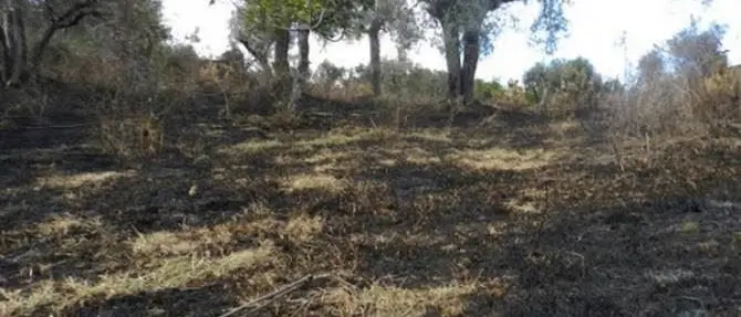 Marcia silenziosa a Cassano Jonio sui terreni divorati dagli incendi