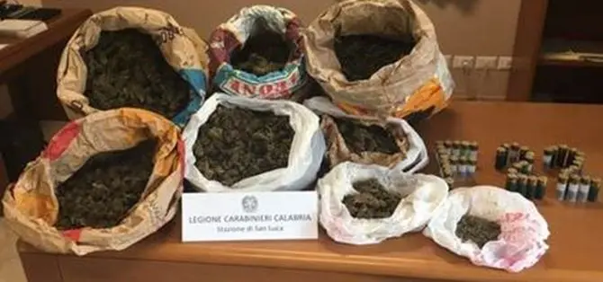 Locride, ritrovati nove chilogrammi di marijuana