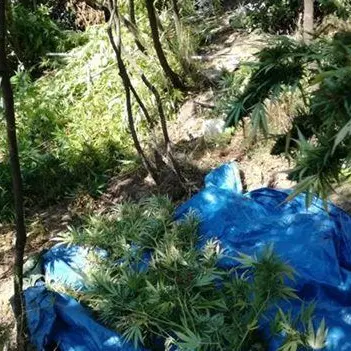 Roccella Jonica, rinvenuta e sequestrata piantagione di canapa