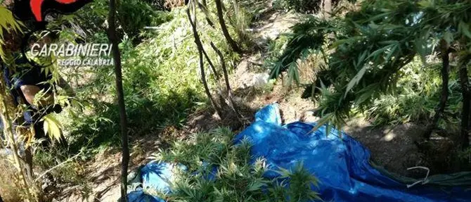 Roccella Jonica, rinvenuta e sequestrata piantagione di canapa