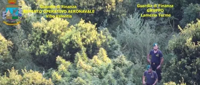 Maida, scoperti cinque mila chili di cannabis