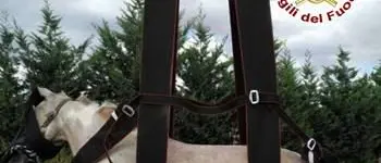 Cutro, cavallo cade in una cavità: salvato