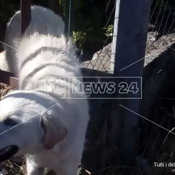 Lamezia, cane incastrato nelle sbarre di un cancello: soccorso dai vigili (Foto)