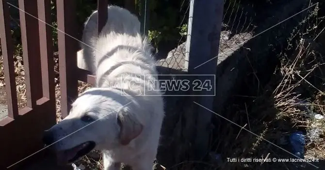 Lamezia, cane incastrato nelle sbarre di un cancello: soccorso dai vigili (Foto)