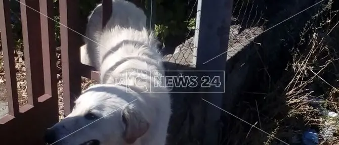 Lamezia, cane incastrato nelle sbarre di un cancello: soccorso dai vigili (Foto)