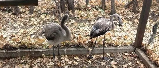 Fenicotteri rosa, soccorsi e presto in libertà