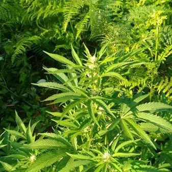 Scoperta piantagione di canapa nel Reggino