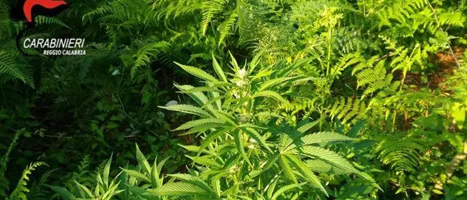 Scoperta piantagione di canapa nel Reggino