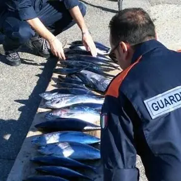 Pesca “illegale” di tonno rosso, sanzionato pescatore a Parghelia