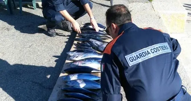 Pesca “illegale” di tonno rosso, sanzionato pescatore a Parghelia