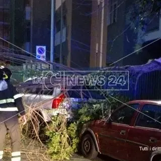 Catanzaro, maltempo: forti raffiche di vento spezzano un albero (Foto)