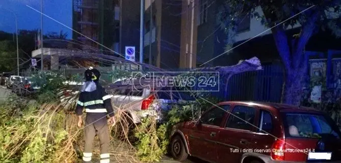 Catanzaro, maltempo: forti raffiche di vento spezzano un albero (Foto)