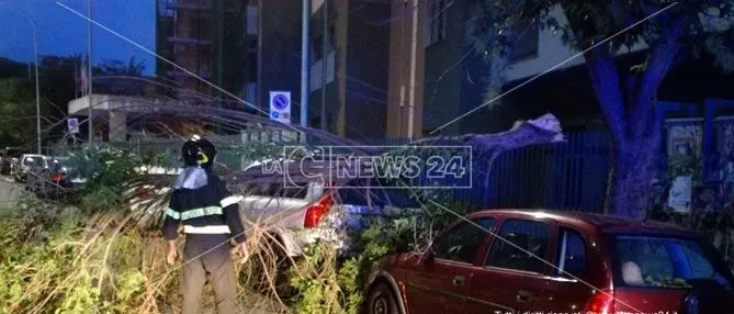 Catanzaro, maltempo: forti raffiche di vento spezzano un albero (Foto)