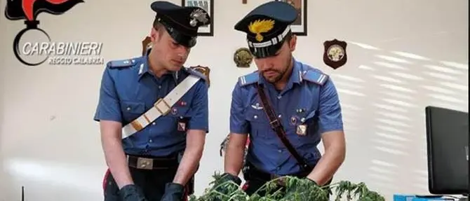 Piantagione di canapa a Cosoleto, in manette padre e due figli