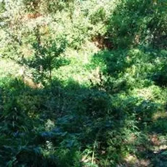 Rizziconi, rinvenuta piantagione di canapa