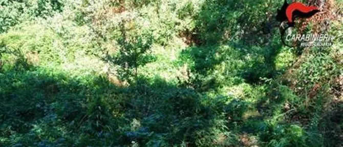 Rizziconi, rinvenuta piantagione di canapa