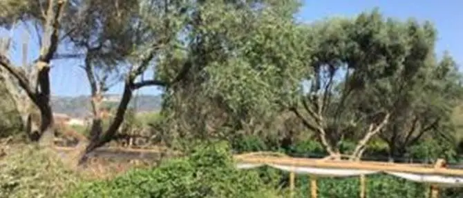 Oltre 8mila piante di canapa, arrestato 35enne a Nicotera