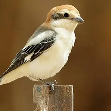 Aspromonte, avvistata l’averla mascherata