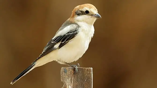 Aspromonte, avvistata l’averla mascherata