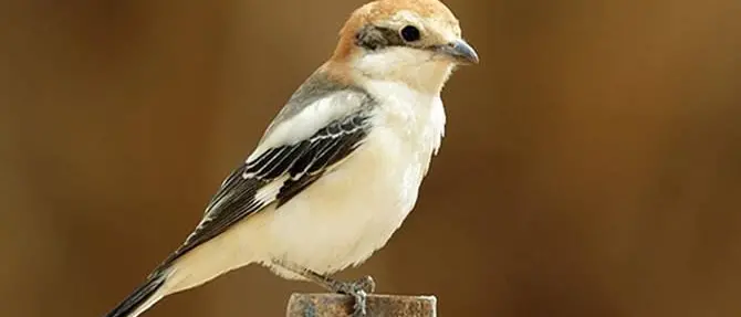 Aspromonte, avvistata l’averla mascherata