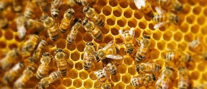 Rubano arnie in un’azienda agricola nel Vibonese, ritrovate grazie al Gps