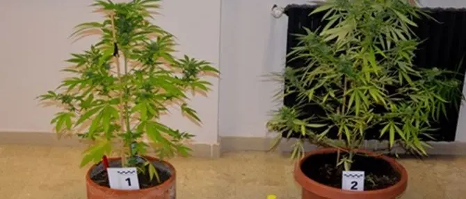 Catanzaro, sul balcone con due piante di marijuana: arrestati due fratelli