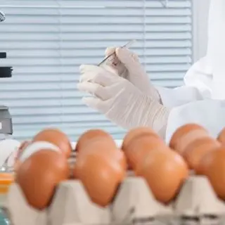 Catanzaro, uova contaminate: l’Asp avverte i consumatori