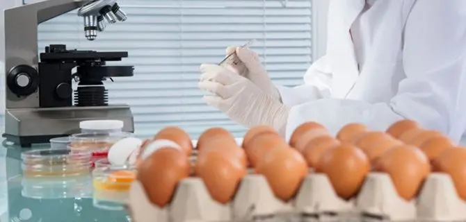 Catanzaro, uova contaminate: l’Asp avverte i consumatori
