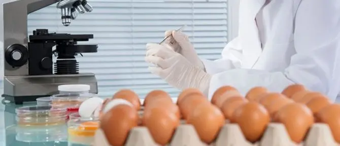 Catanzaro, uova contaminate: l’Asp avverte i consumatori
