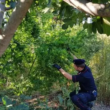 Coltivano canapa nella loro azienda agricola, arrestati padre e figlio