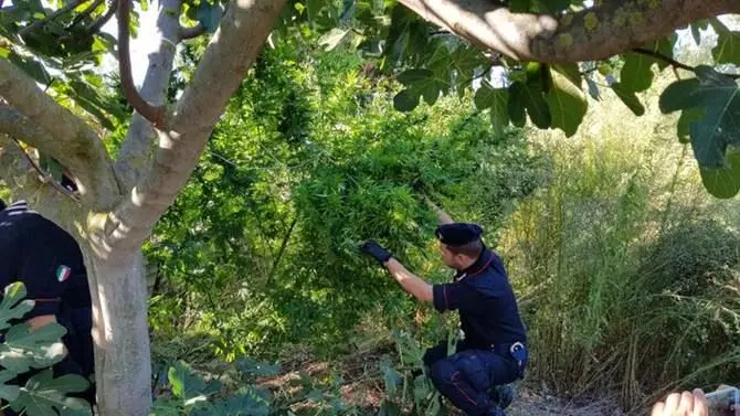 Coltivano canapa nella loro azienda agricola, arrestati padre e figlio