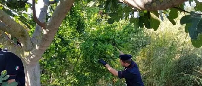 Coltivano canapa nella loro azienda agricola, arrestati padre e figlio
